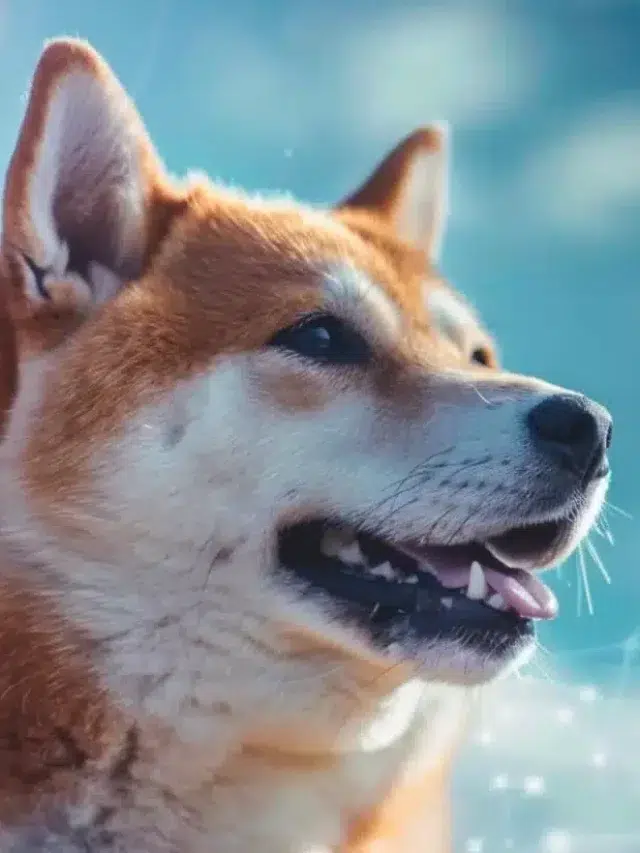 is-dogecoin-hype-dead?-elon-musk-says-doge-not-in-us-plans