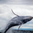 whales-swallowing-bitcoin-fast-—-will-this-push-btc-price-up?