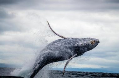 whales-swallowing-bitcoin-fast-—-will-this-push-btc-price-up?