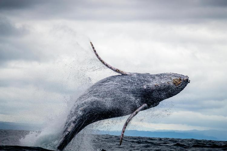 whales-swallowing-bitcoin-fast-—-will-this-push-btc-price-up?