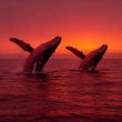 trump-token-bloodbath:-whales-lose-big-in-$8.58-million-sell-off