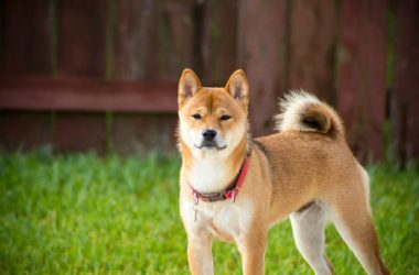 shiba-inu-could-erupt-500%—analyst-sounds-the-alarm