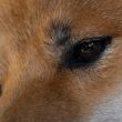 can-dogecoin-price-still-rally-1,000%?-analyst-reveals-end-of-year-prediction