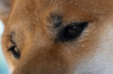 can-dogecoin-price-still-rally-1,000%?-analyst-reveals-end-of-year-prediction