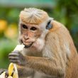 bitcoin-insult-alert:-pro-trader-dubs-hodlers-‘idiots,’-saylor-fires-back