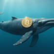 bitcoin-sees-strong-accumulation-despite-btc-price-pullback