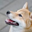 etf-dreams-for-dogecoin:-serious-possibility-or-just-hype?