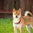 shiba-inu-joins-the-ranks-of-dogecoin,-xrp-on-coinbase-etf-watchlist-–-the-next-big-thing?
