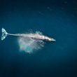 whales-scoop-$1.73b-in-ether-as-exchange-balances-hit-nine-year-low