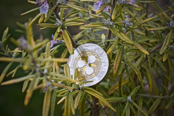 xrp-gears-up-for-breakout,-but-bearish-divergence-clouds-outlook