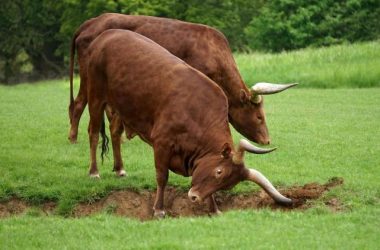 xrp’s-2017-pattern-returns-in-2025,-analyst-predicts-massive-rally