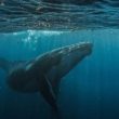 bitcoin-whale-deposits-$40m-usdc-into-hyperliquid-to-boost-btc-short-position