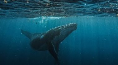 bitcoin-whale-deposits-$40m-usdc-into-hyperliquid-to-boost-btc-short-position