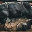ethereum-beware-—-analyst-says-xrp’s-next-bull-run-could-be-deadly