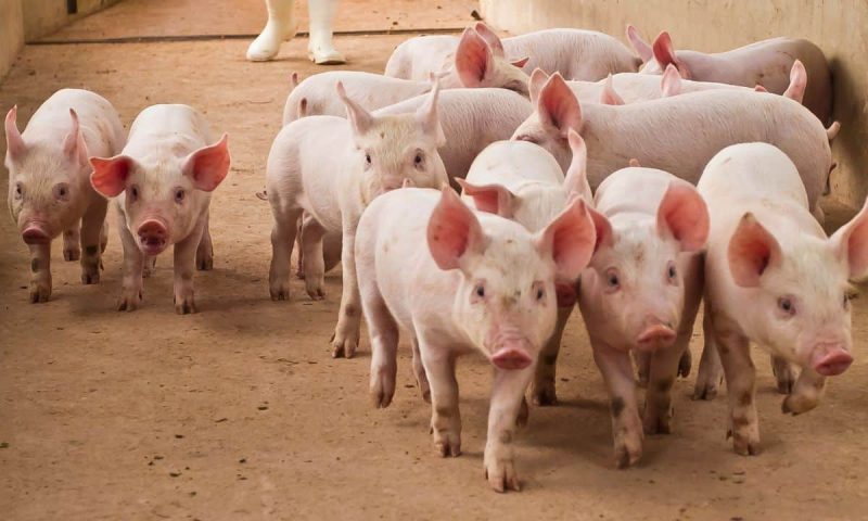 us-seeks-forfeiture-of-$14.2b-bitcoin-linked-to-pig-butchering-kingpin-chen-zhi