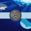understanding-today’s-crash-in-xrp-prices:-ripple-whales-behind-the-move-below-$2.5?