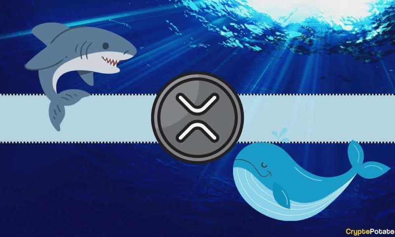 understanding-today’s-crash-in-xrp-prices:-ripple-whales-behind-the-move-below-$2.5?