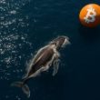 whale-deposits-$372m-usdc-into-hyperliquid,-opens-$27.7m-btc-long